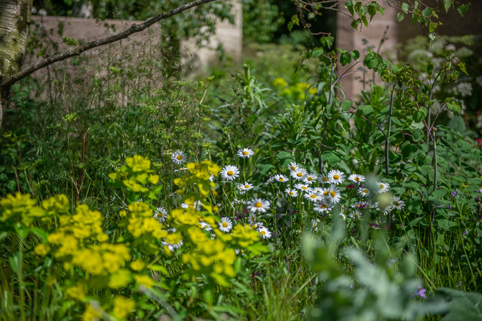 The Mind Garden by garden designer Andy Sturgeon for Chelsea Flower Show 2022