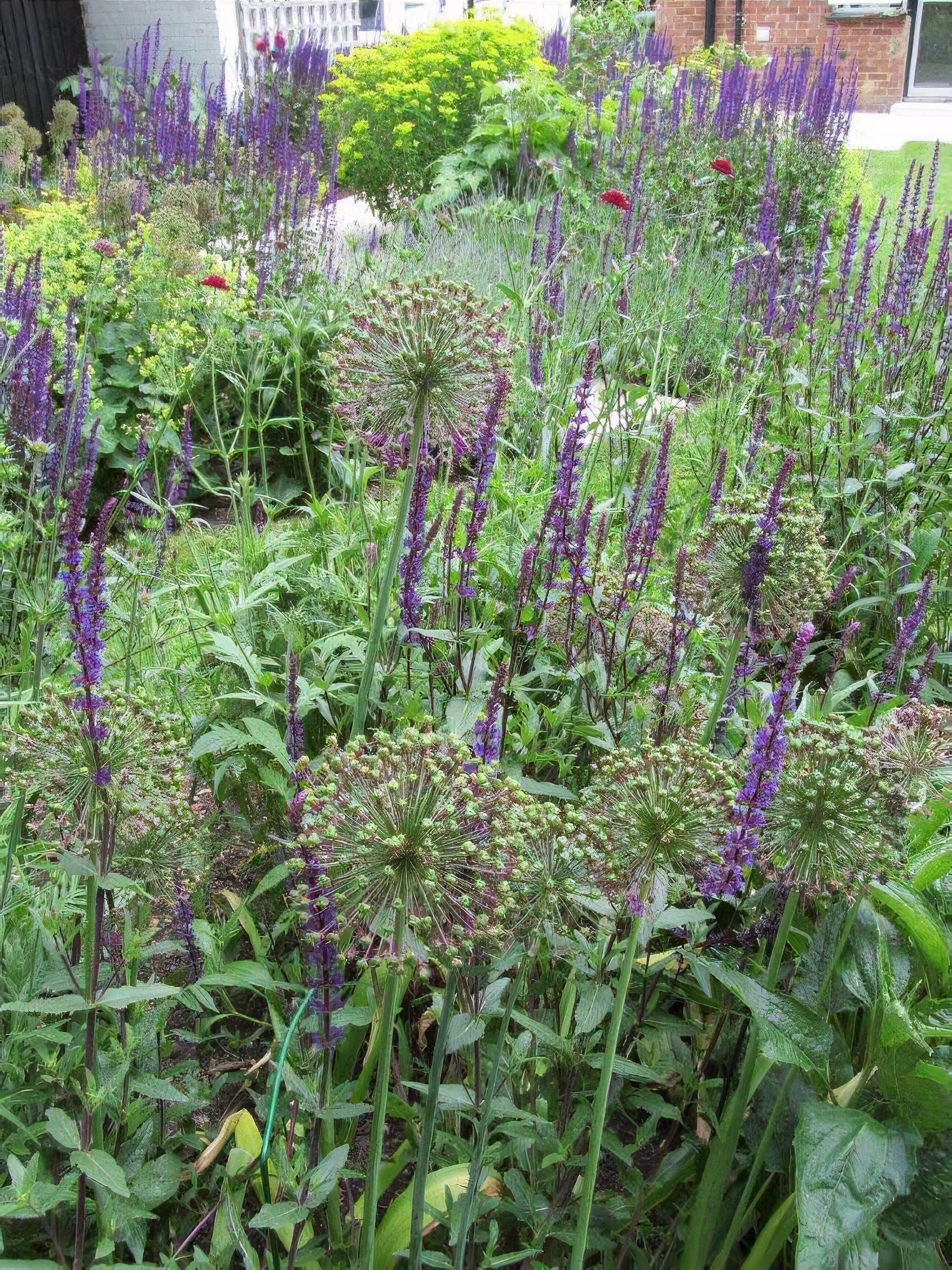 Alliums, Salvia and other cottage planting 