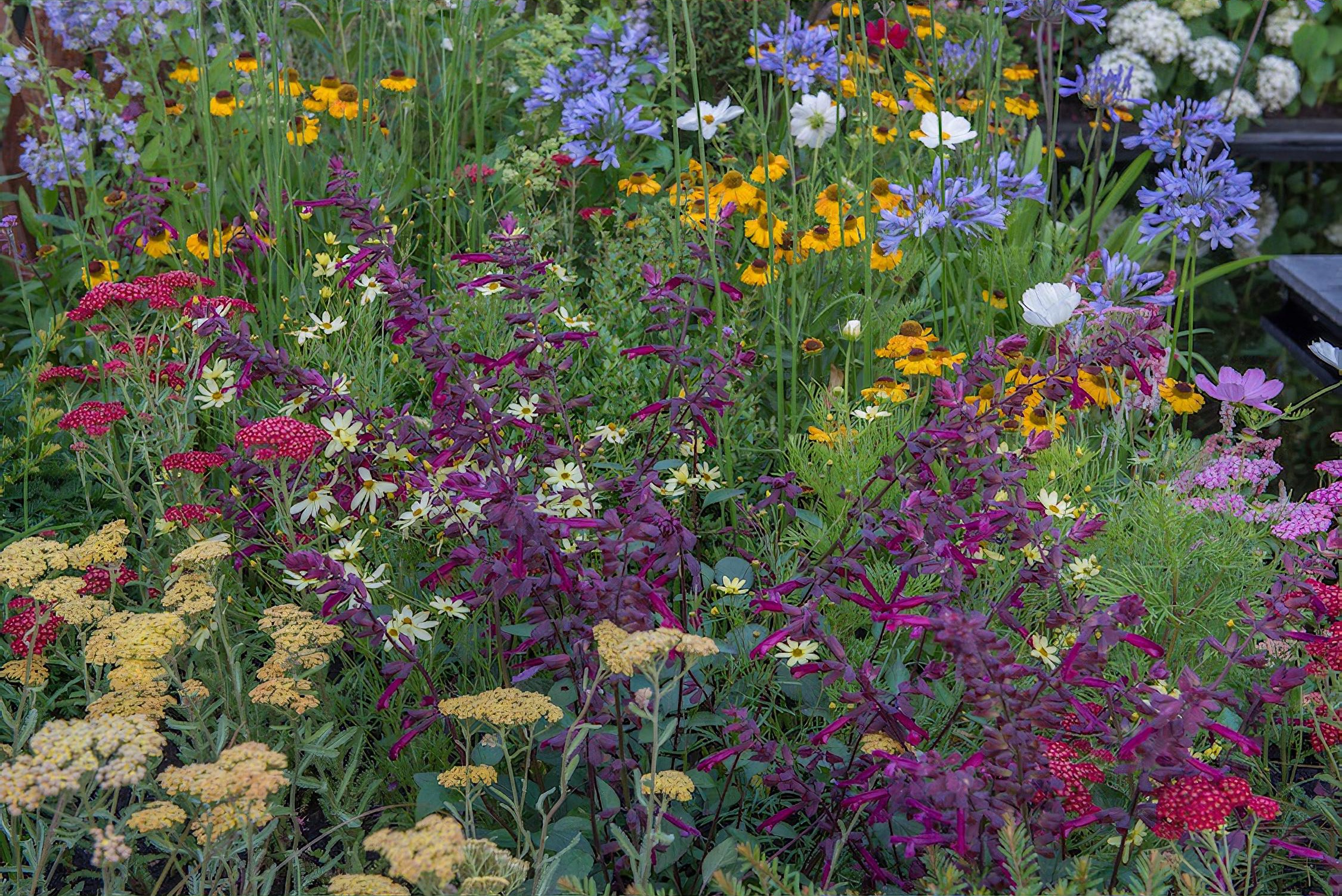 Brilliance in Bloom Garden Hampton Court Flower Show 2018 by garden designer Charlie Bloom