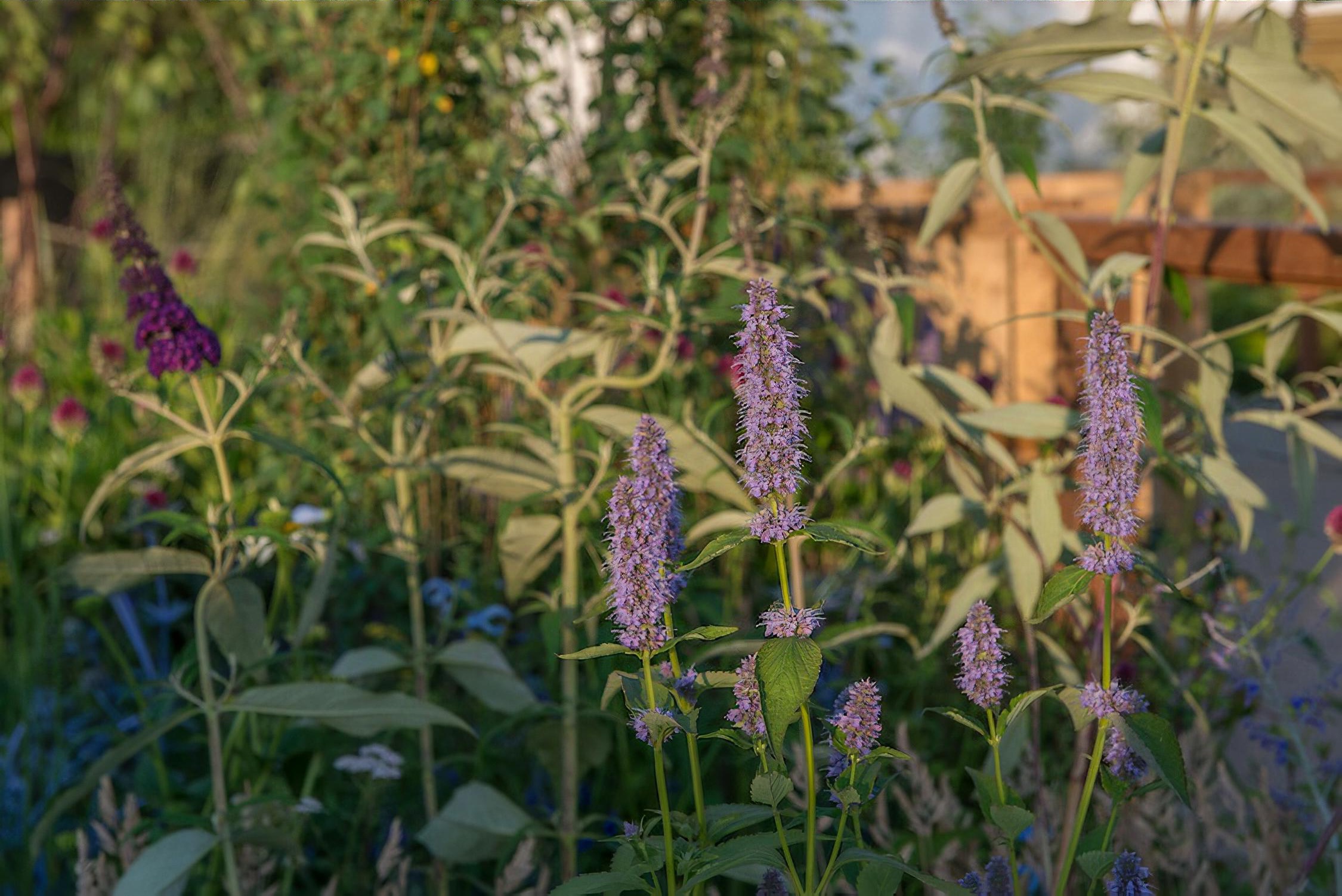 The Limbcare Wellbeing Garden Hampton Court Flower Show 2018 by landscape designer Edward Paul Mairis