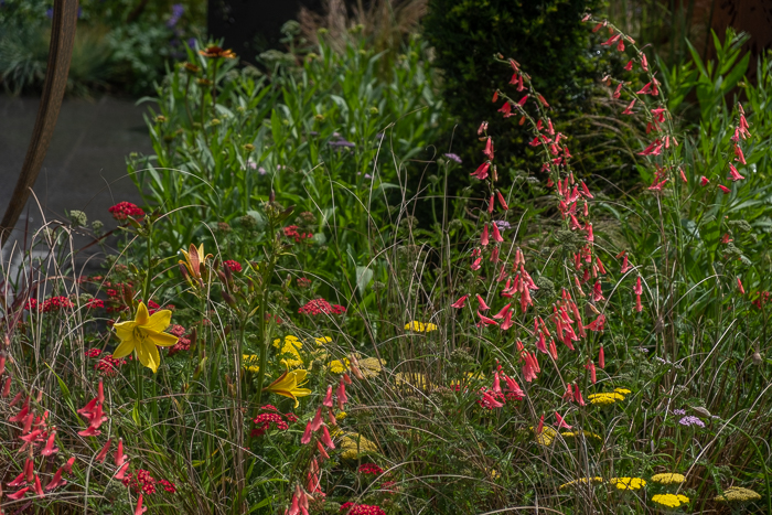 The Sunburst Garden by garden designers Charlie Bloom and Simon Webster for Hampton Court Flower Show 2022