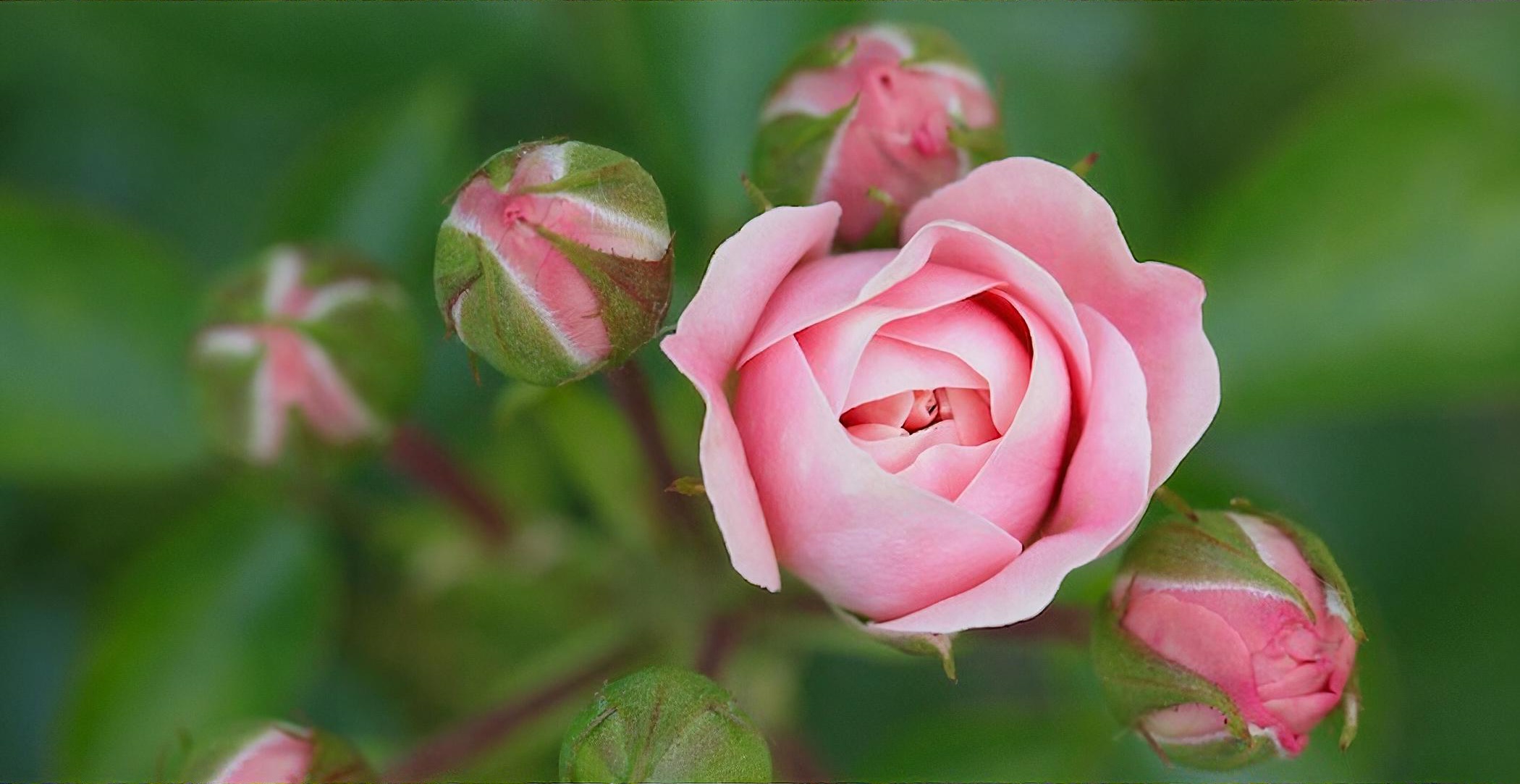 Roses plant of the month