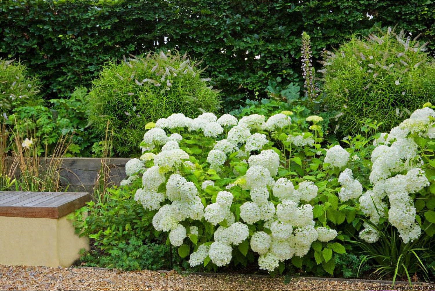 Hydrangea Plant of the Month