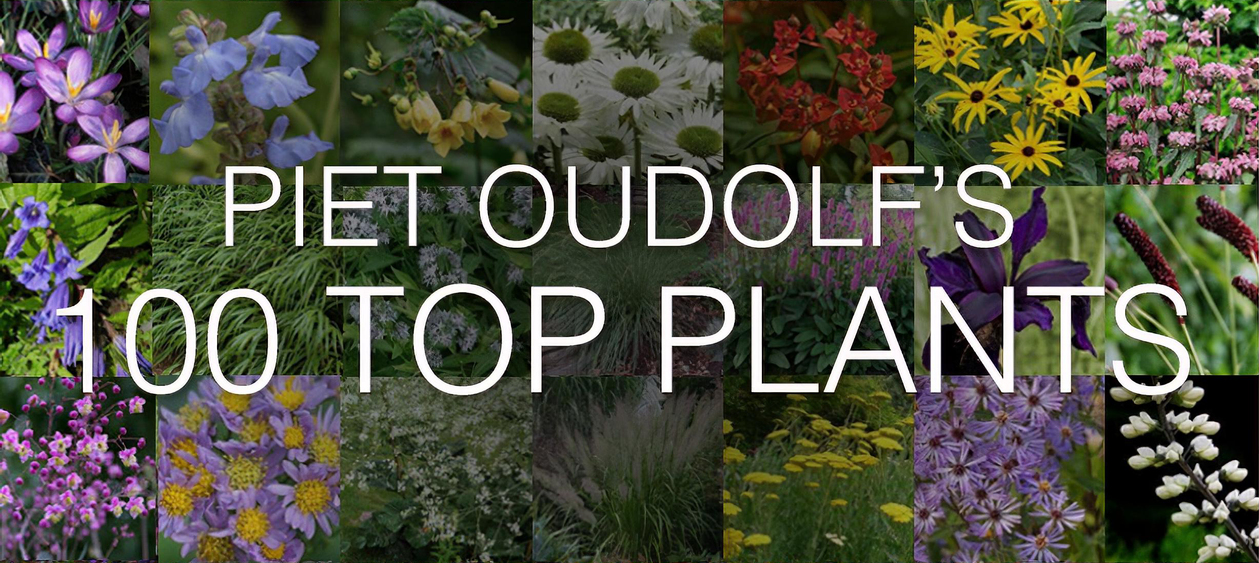 Piet Oudolf is a world-famous garden designer, nurseryman and writer. In 2013 he singled out the 100 plants he won't do without and we have them all listed for you here in Shoot.