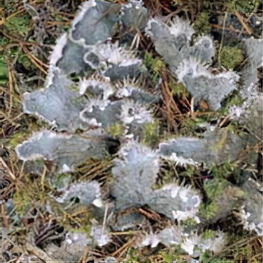 Lichen in grass