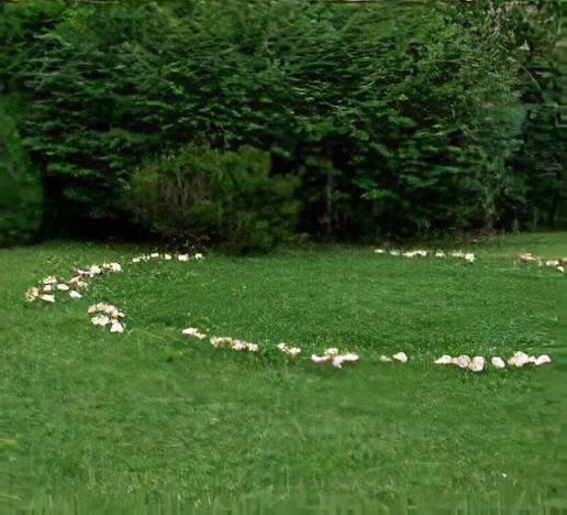 Toadstools and fairy rings