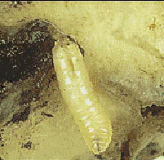 Lettuce root maggot
