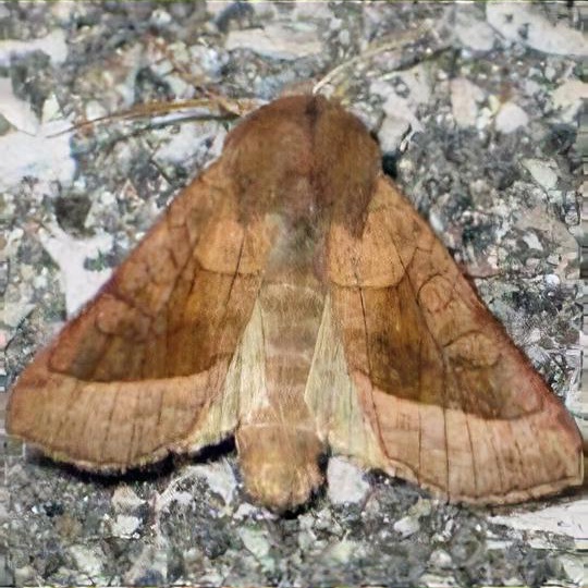 Rosy rustic moth