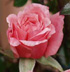 Rosa 'Pink Above All'