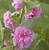 Alcea rosea 'Chater's Double Newport Pink'