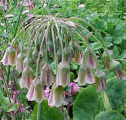 Allium siculum bulgaricum