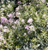 Alyssum spinosum 'Roseum'