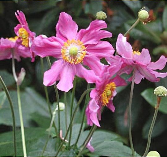 Anemone hupehensis var. japonica 'Prinz Heinrich'