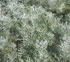 Artemisia alba 'Canescens'