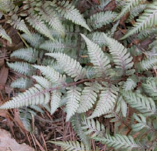 Athyrium niponicum var. pictum