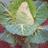 Brassica oleracea capitata 'April'