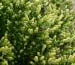 Calluna vulgaris 'Spring Cream'
