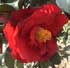 Camellia japonica 'Grand Slam'