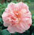 Camellia japonica 'Optima'