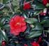 Camellia japonica 'Sylva'