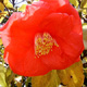 Camellia sasanqua 'Hugh Stevens'
