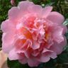 Camellia x williamsii 'Elsie Jury'