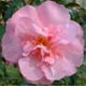 Camellia x williamsii 'Garden Glory'
