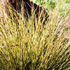 Carex brunnea 'Variegata'