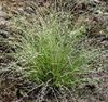 Carex comans Green form