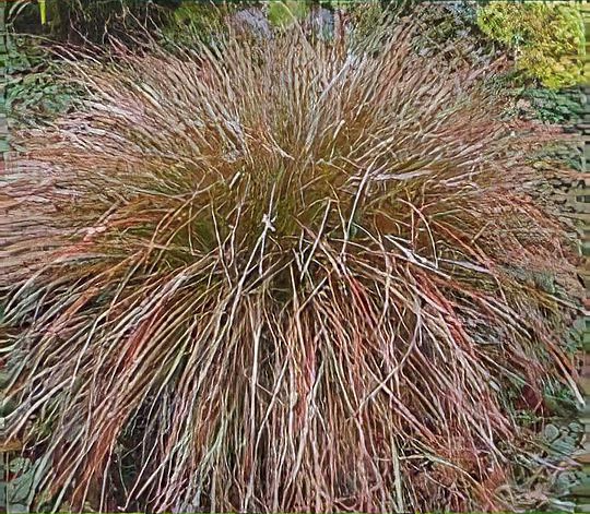 Carex testacea