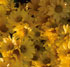Chrysanthemum 'Amber Enbee Wedding'