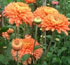 Chrysanthemum 'Apricot Margaret'