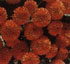 Chrysanthemum 'Bronze Fairie'