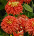 Chrysanthemum 'Cherry Nathalie'