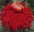 Chrysanthemum 'George Griffiths'