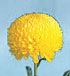 Chrysanthemum 'Golden Creamist'