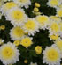Chrysanthemum 'Mancetta Bride'