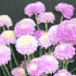 Chrysanthemum 'Mavis'