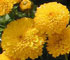 Chrysanthemum 'Orno'