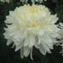 Chrysanthemum 'White Allouise'