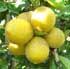 Citrus x limon 'Improved Meyer'