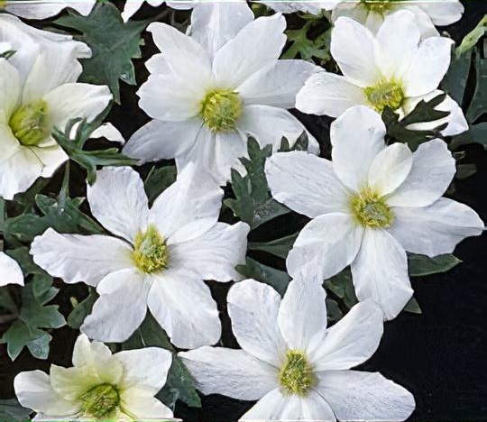 Clematis 'Early Sensation'