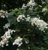 Clethra alnifolia 'Paniculata'