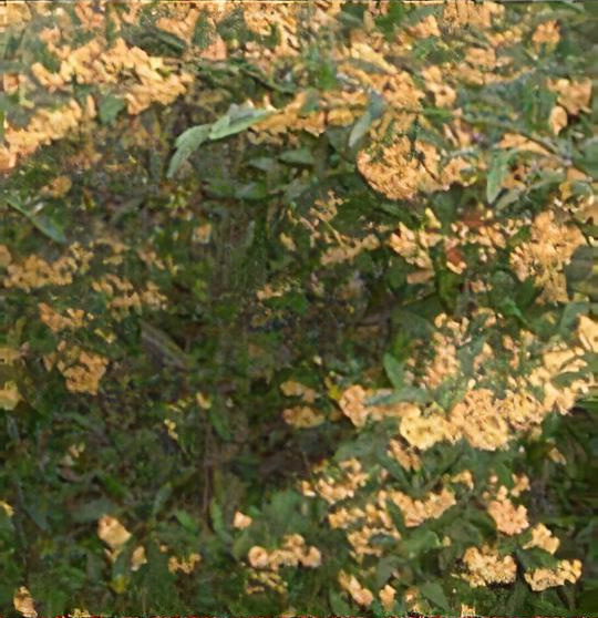 Cotoneaster 'Rothschildianus'