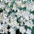 Dianthus plumarius 'White Lace'