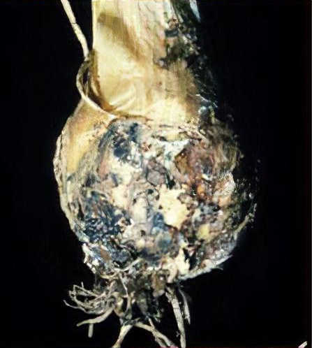Bulb, corm and tuber rot