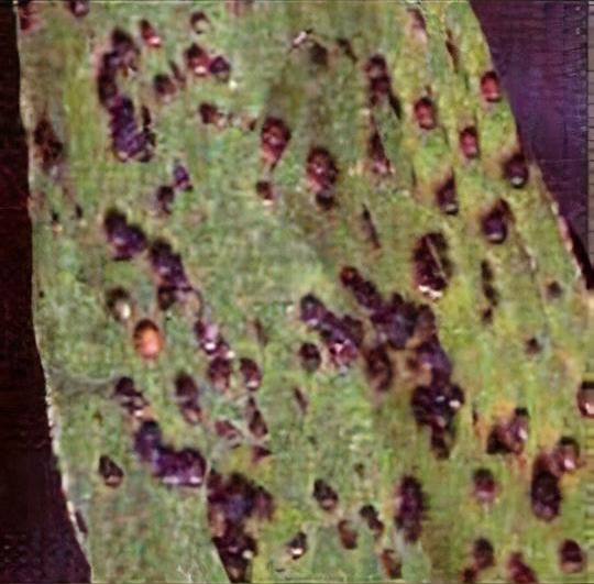 Hellebore leaf spot