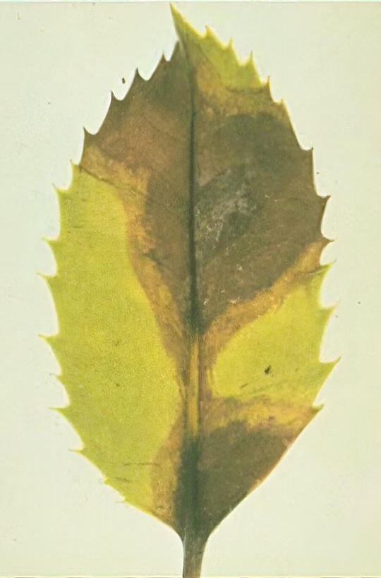 Holly leaf blight