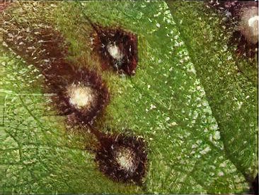Nymphaea leaf (brown) spot