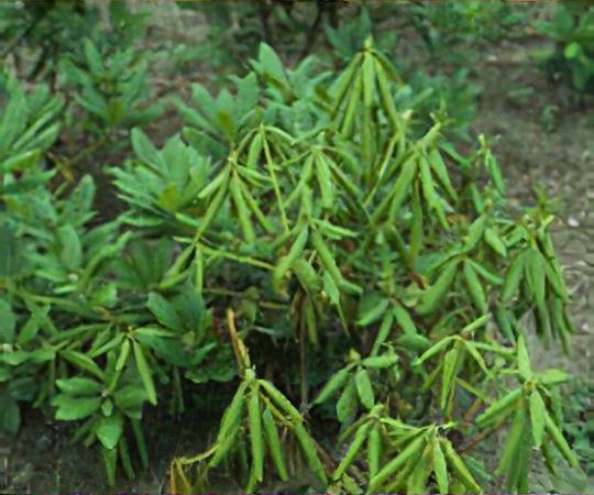 Phytophthora root diseases